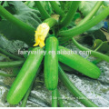 Hybrid Squash seeds for growing-Lilong